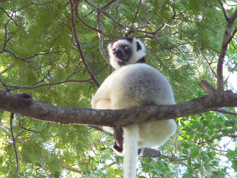 437 Sifaka